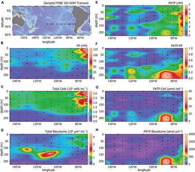 Variability of Microbial Particulate ATP Concentrations in Subeuphotic Microbes Due to Underlying Metabolic Strategies in the South Pacific Ocean